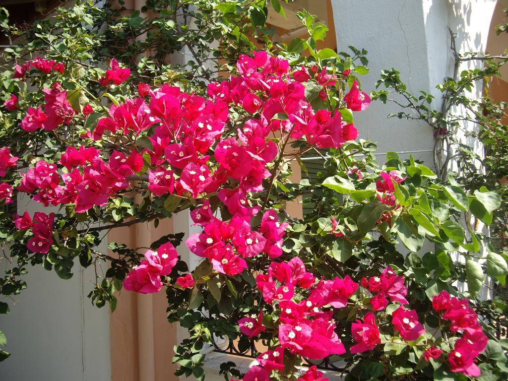 Athina Apartments Κάτω Κορακιάνα Εξωτερικό φωτογραφία